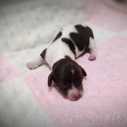 Wynne (Oakley) - Piebald male Dachshund puppy in Castalia, North Carolina from Short Stuff Doxies