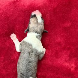 Boy 3 - Fawn brindle male Whippet puppy in Williamsport, Pennsylvania from Willowisp Whippets