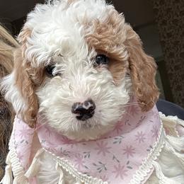 Belinda - Parti female Goldendoodle puppy in Mint Hill, North Carolina from DoodleForever