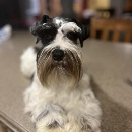 Jazzy - Miniature Schnauzer