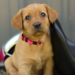 Labrador Retrievers from Muletown Labradors