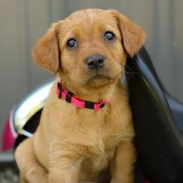 Labrador Retrievers from Muletown Labradors