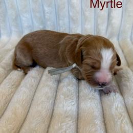 Myrtle - Red  female Goldendoodle puppy in Conroe, Texas from Tails of Cypress