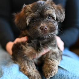 Mary Ann - Chocolate female Havanese puppy in Ringgold, Georgia from Havana Suites Havanese