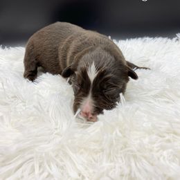 Miniature Australian Shepherd Puppies from Hilltop Aussies