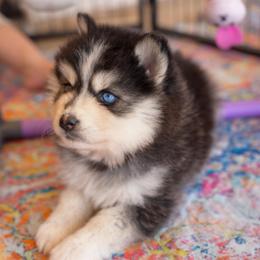 Ivy - Black and white female Pomsky puppy in Mesa, Arizona from Platinum Pomskies