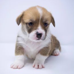 Benny - Reserved - Red male Pembroke Welsh Corgi puppy in Tracy, California from Limitless Huskies