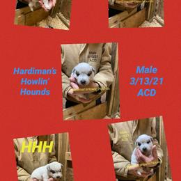 Australian Cattle Dog and Bloodhound Puppies from Hardiman’s Howlin’ Hounds/Sandi Hardiman