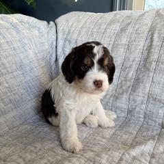 Dan - Liver white and tan male Springerdoodle puppy in Dundee, Ohio from Evalina Miller's Spaniels