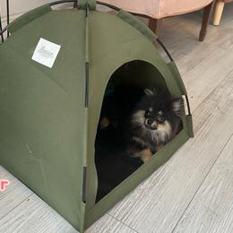 Pippin - Black and tan male Pomeranian puppy in Macon, Georgia from Pomflower Pomeranians