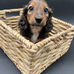 Dachshund Puppies from Golden Creek Farm