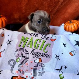 Wish - White and blue male Rat Terrier puppy in Booneville, Mississippi from Emerald Rat Terriers