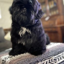 Boy 2 - Black Shih Tzu puppy in Shelbyville, Tennessee from Tammy’s Shih-Tzu Love Jones