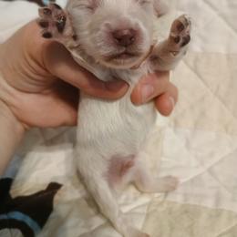 Briggs - Cream male Dachshund puppy in Hudson, Michigan from Mittentail Kennel Miniature Dachshunds & Australian Shepherds