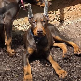 Boy 3 - Red and rust Doberman Pinscher puppy in Hollyberry, Georgia from Jeti Dobermans