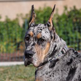 Harper - Great Dane