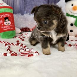 Zack - Blue male Chihuahua puppy in Anderson, South Carolina from Lil Treasures Chihuahuas