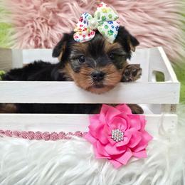 Lucy - Blue and gold female Yorkshire Terrier puppy in Monticello, Iowa from Ashley’s Puppies