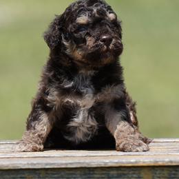 A Litter Boy 5 - Brown male Lagotto Romagnolo puppy in Seymour, Missouri from Terra Incognita