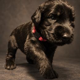 Grayson von Copper Cottage - Black male Giant Schnauzer puppy in Helena, Alabama from The Copper Cottage Canines LLC