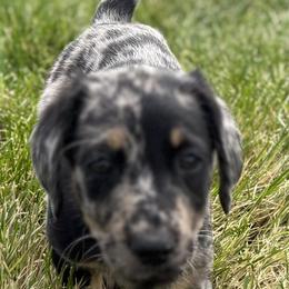 Goldendoodle and Labradoodle Puppies from Rising Star Doodles