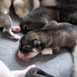 Siberian Husky Puppies from Ivie Huskies