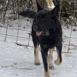Hank - German Shepherd