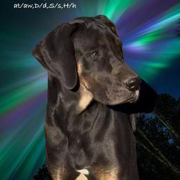 Baby - Great Dane