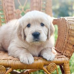 Love Boat - Golden male Golden Retriever puppy in Commerce, Georgia from Chirping Meadows Goldens