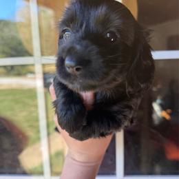 Franny - Black female Dachshund puppy in Westport, Kentucky from Lonestar Creek Farm