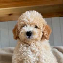 Honey - Cream female Cavapoo puppy in Arabi, Georgia from Huckadoodle Farm