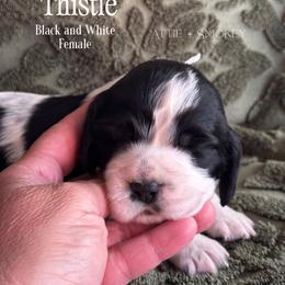 Thistle - Black and white female English Springer Spaniel puppy in Tupalo, Mississippi from Butterfield Trail Farm