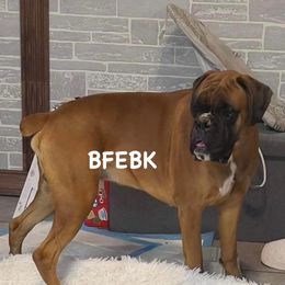 Damon - Boxer