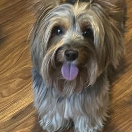 Yorkshire Terriers from Precious breeding