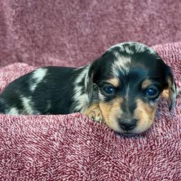 Eloise - Dapple female Dachshund puppy in Industry, Illinois from KDKs Kennels