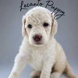 Violet - Parti female Poodle puppy in Lecanto, Florida from Lecanto Puppy