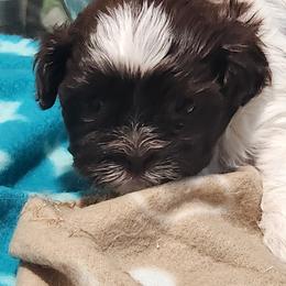 Shih Tzu Puppies from Kuddly Creatures