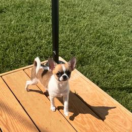 Dyson - Sable spotted white male Chihuahua puppy in Rocky Mount, Virginia from Teeny Chihuahuas
