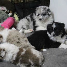 Australian Shepherd Puppies from Big Sky Aussies