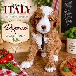 Pepperoni - Red  male Goldendoodle puppy in Miami, Florida from Jade’s Paws & Co. Of Miami LLC