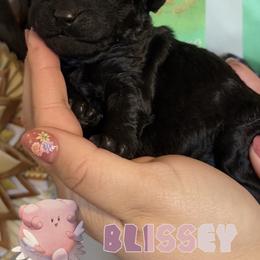 Blissey - Black female Poodle puppy in Ephrata, Washington from NCR Ranch