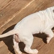 Boy 4 - Dogo Argentino puppy in Pueblo, Colorado from Palace Guard Dogos