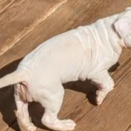 Boy 4 - Dogo Argentino puppy in Pueblo, Colorado from Palace Guard Dogos