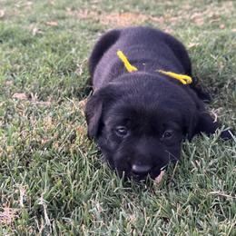 Yellow collar - Black male Labrador Retriever puppy in Big River, California from Cozy Acres Farm Labradors