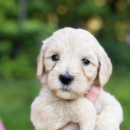Light blue - Cream female Goldendoodle puppy in Ranger, Georgia from Muscadine Meadows Poodles and Doodles