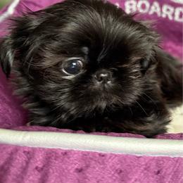 Meiso - Black male Shih Tzu puppy in Jacksonville, North Carolina from Southern Comfort French Bulldogs