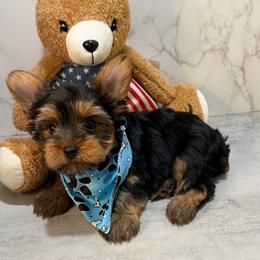 Tyler - Black and gold male Yorkshire Terrier puppy in Maple Heights, Ohio from Yorkiesllc