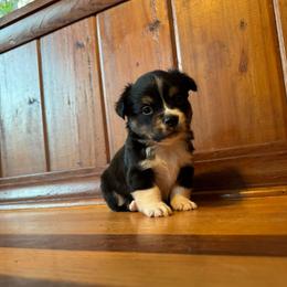 Boy 1 - Black and white male American Corgi puppy in Tallahassee, Florida from Koko's Korgis