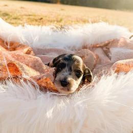 Jetson - Dapple male Dachshund puppy in New Albany, Mississippi from Double A. Doxies