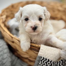 White Collared Female - Cream female Maltipoo puppy in Marshallville, Ohio from Grassy Meadow Pups